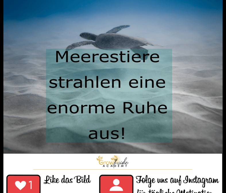 Meerestiere wirken beruhigend